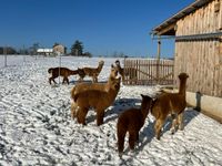 Alpakas im Schnee